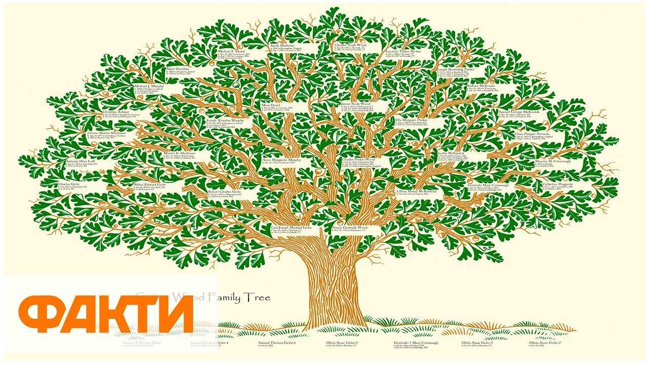Создание генеалогического древа - о значении термина, что такое генеалогическое дерево